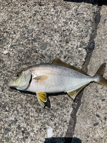 ショゴの釣果