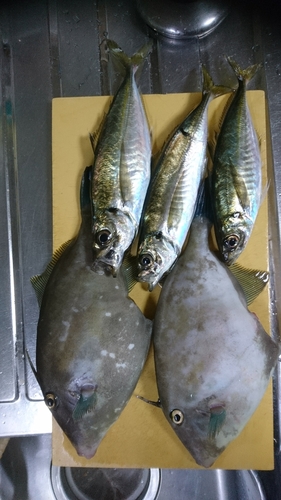 ウマヅラハギの釣果