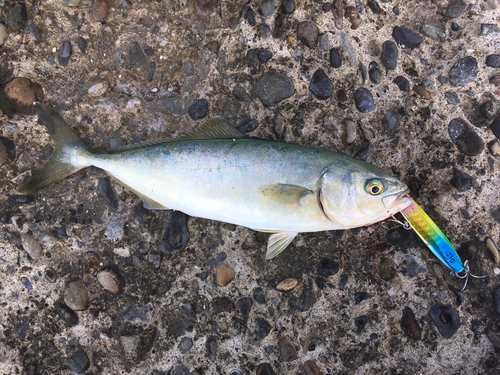 ワカシの釣果