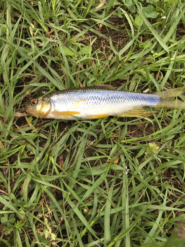 カワムツの釣果