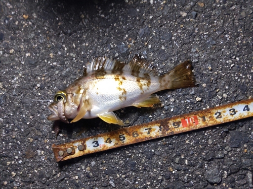 メバルの釣果