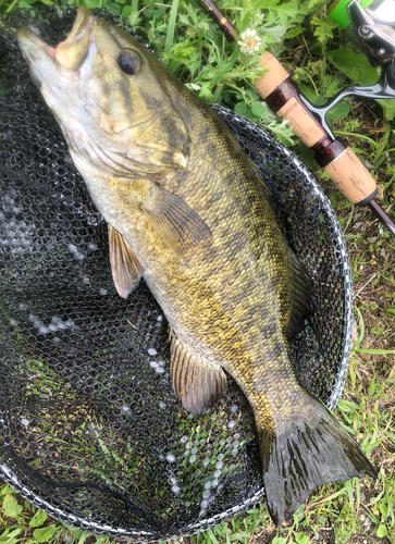 スモールマウスバスの釣果