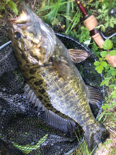 スモールマウスバスの釣果