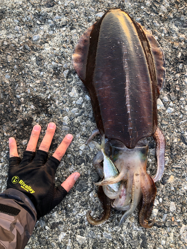 アオリイカの釣果