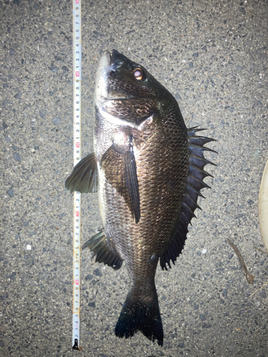 チヌの釣果