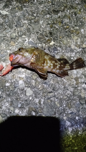 ガシラの釣果