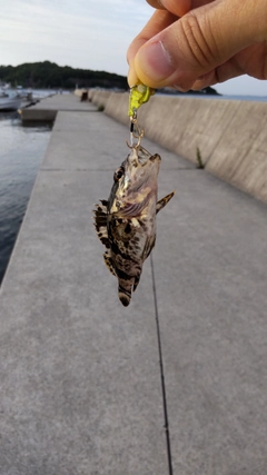 タケノコメバルの釣果