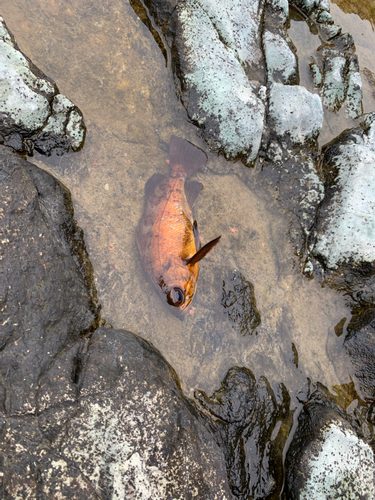 オキメバルの釣果