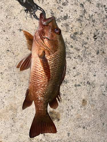 ゴマフエダイの釣果