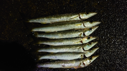 カマスの釣果