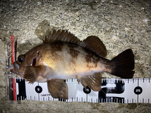 シロメバルの釣果