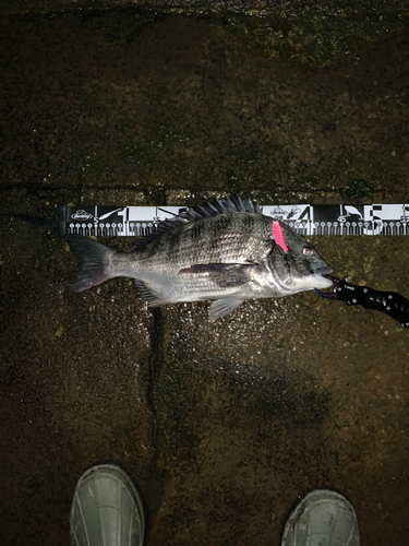 クロダイの釣果