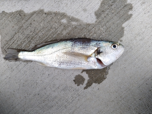 イシモチの釣果