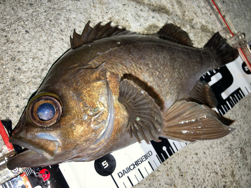 メバルの釣果