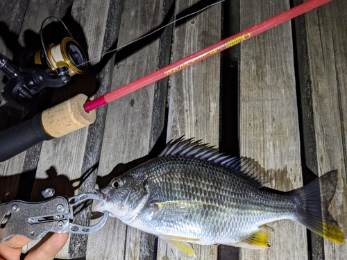 キビレの釣果