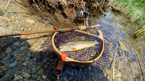 イワナの釣果