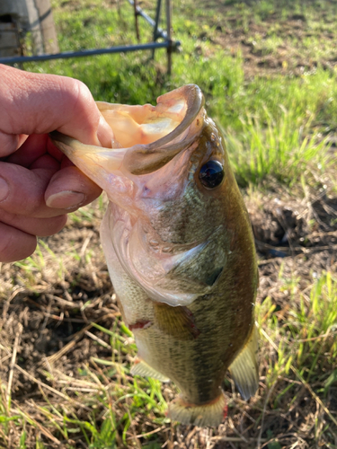 ラージマウスバスの釣果