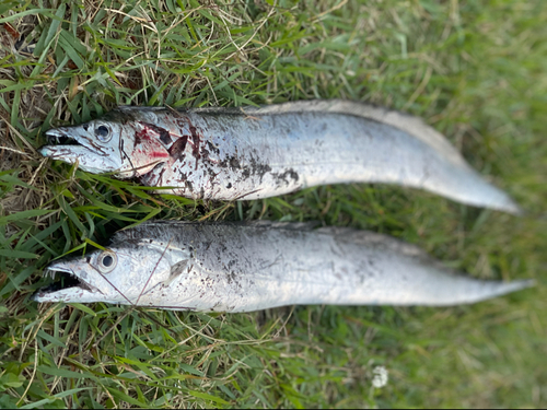 タチウオの釣果