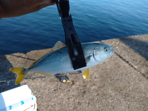 ワカシの釣果