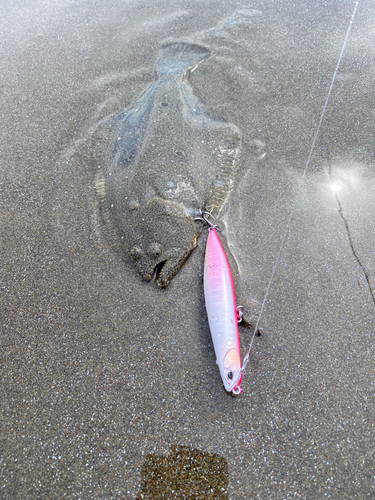 ヒラメの釣果