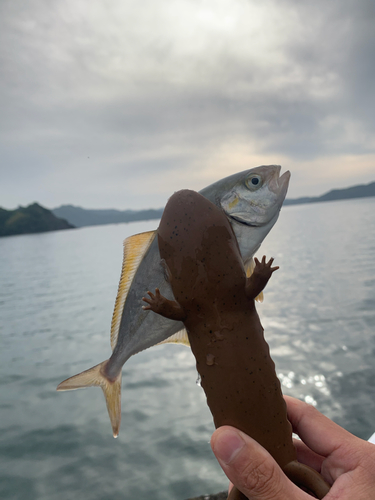 カンパチの釣果