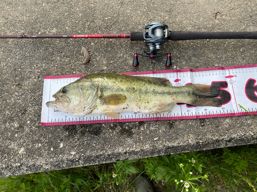 ブラックバスの釣果