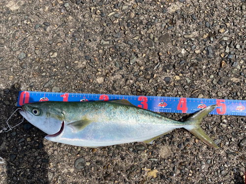 ハマチの釣果