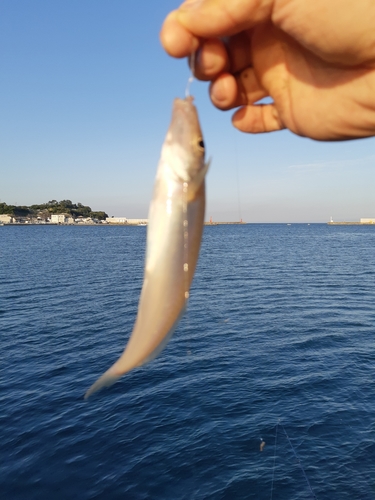 キスの釣果