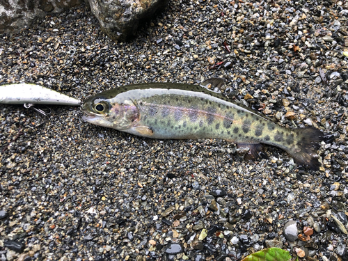 ヤマメの釣果