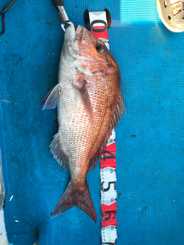 マダイの釣果