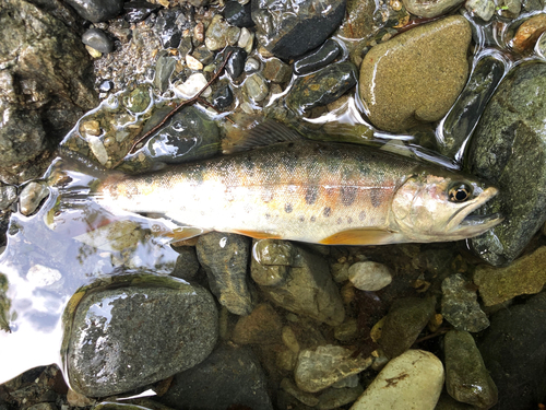 ヤマメの釣果