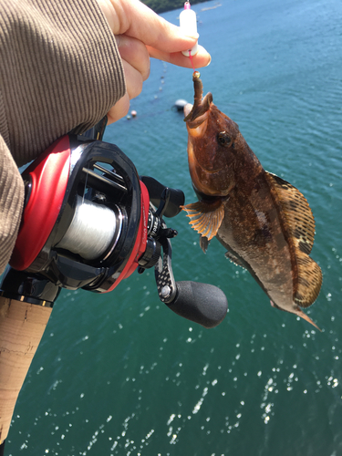 アイナメの釣果