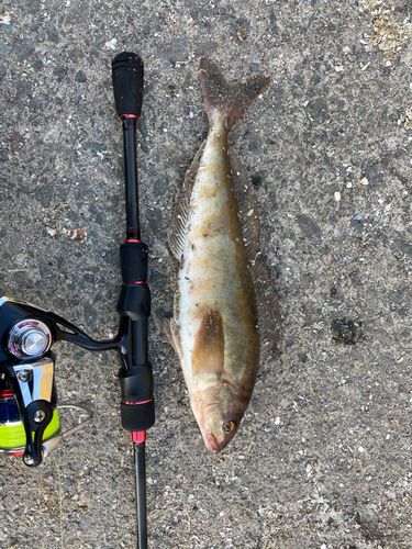 ホッケの釣果