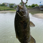 スモールマウスバス