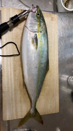 ハマチの釣果