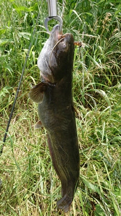 ナマズの釣果