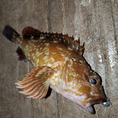 カサゴの釣果