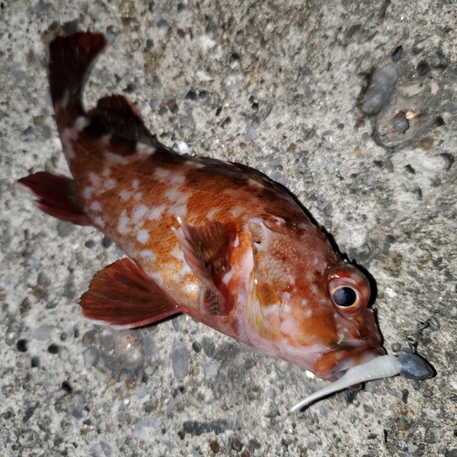 カサゴの釣果