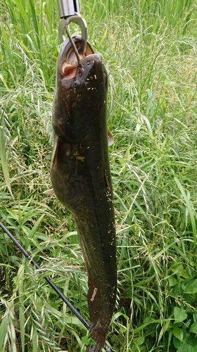 ナマズの釣果