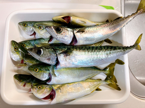 サバの釣果