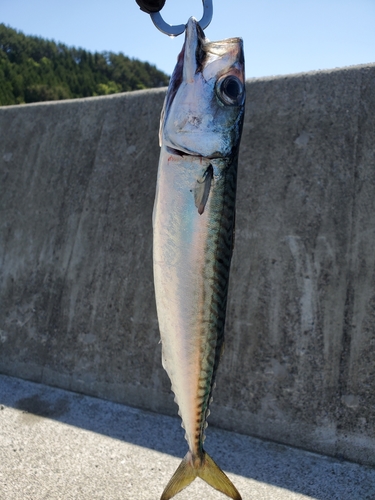 サバの釣果