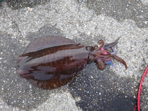 アオリイカの釣果