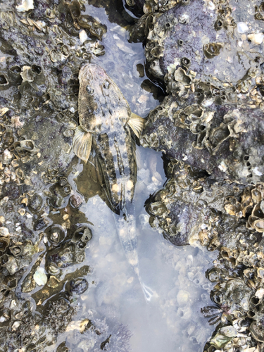 コチの釣果