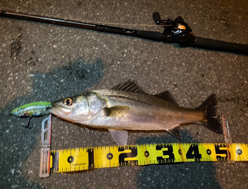 シーバスの釣果