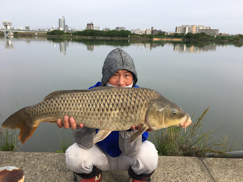 コイの釣果