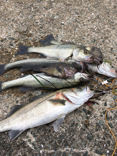 シーバスの釣果