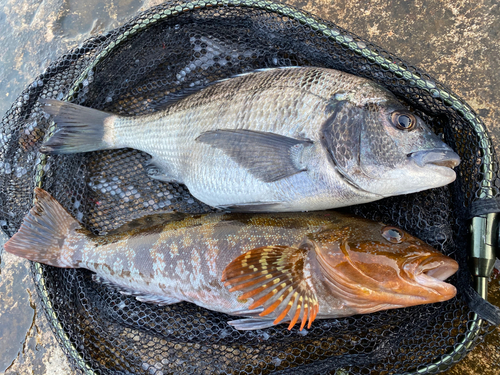 クロダイの釣果