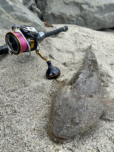 マゴチの釣果