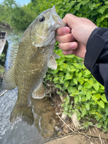 スモールマウスバスの釣果