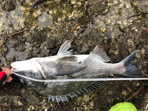 チヌの釣果